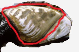 Oggetti misteriosi